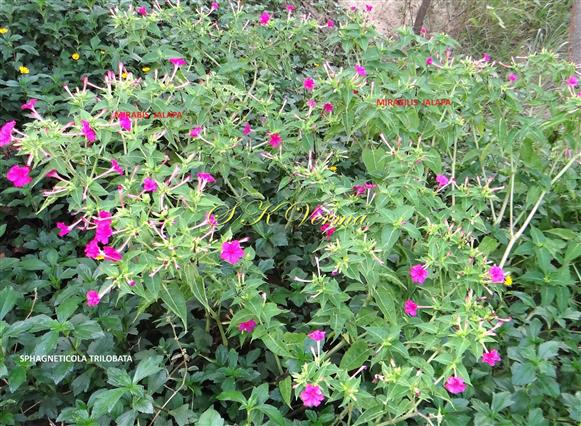  Plants